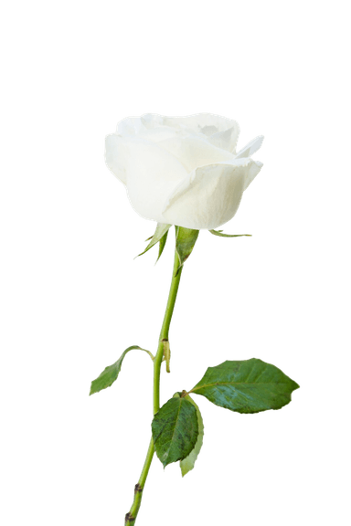 خرید باکس گلفروشی آزالیا